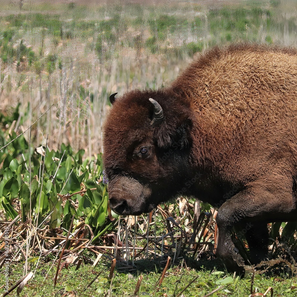 American Bison Roaming Paynes Prairie in Florida