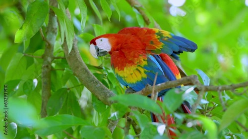 Scarlet macaw (Ara macao) in the wild, Panama, Central America - stock video