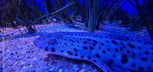 Scyliorhinus stellaris is a species of shark commonly known as the 