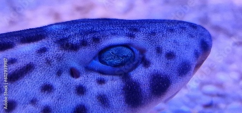 Obraz na płótnie Scyliorhinus stellaris is a species of shark commonly known as the lesser spott
