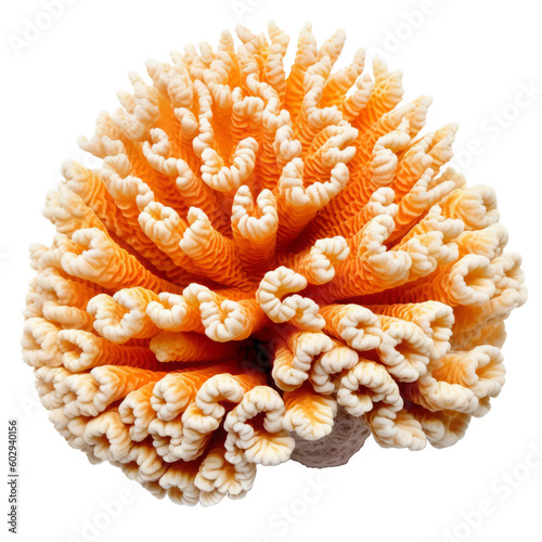 Fototapeta Naklejka Na Ścianę i Meble -  orange soft coral isolated on transparent background cutout , generative ai