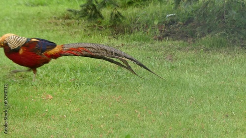 Colorful bird Golden pheasant, Chrysolophus pictus on shakes off green trimmed grass fresh after spring rain. Chinese pheasant, Rainbow pheasant with with very long tail and with multi-colored feather