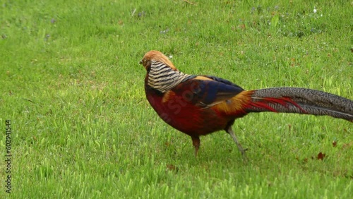 Colorful bird Golden pheasant, Chrysolophus pictus on green trimmed grass fresh after spring rain. Chinese pheasant, Rainbow pheasant with very long tail and multi-colored feathers, walks on wet grass