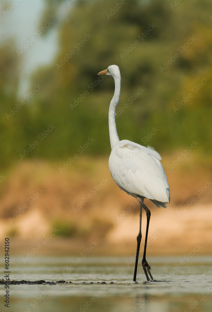 Obraz premium Great Egret Standing in a River – Vertical Photograph