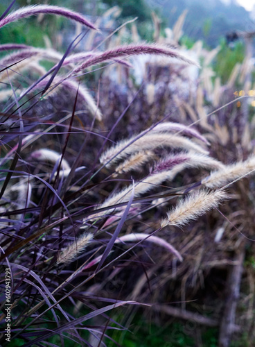 Background photo of purple Cenchrus setaceus grass field                                                              © hippomyta
