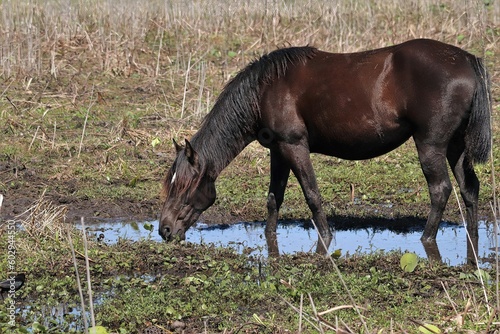 Принти на полотні Spanish Wild Cracker Horse Watering Hole Paynes Prairie Micanopy FL