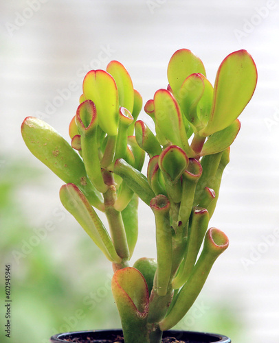 Crassula ovata Red Horn Tree