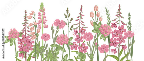 pink and red field flowers, vector drawing wild flowering plants at white background, floral border, hand drawn botanical illustration