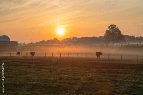 Holstein heifer cows head out to pasture at sunrise photo