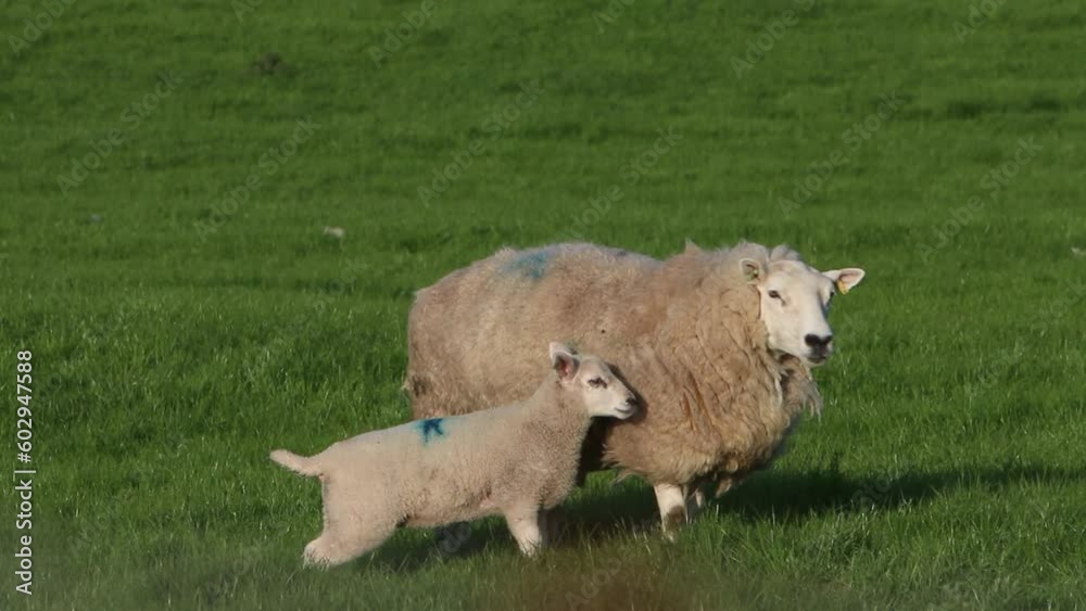 Ewe and Lamb in field. May. Wales. UK Ewe and Lamb in field. May. Wales. UK