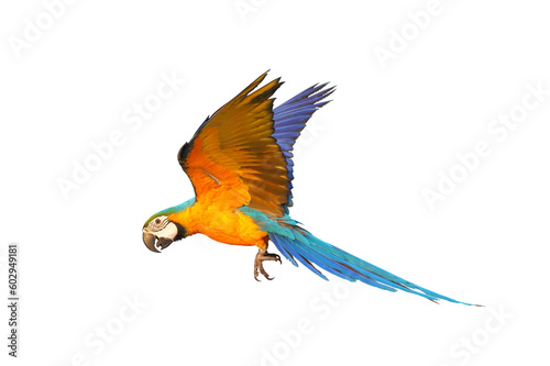 Colorful Blue and gold macaw parrot flying isolated on transparent background png file