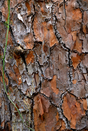 Tree bark at forest area St. Augustine, Florida.