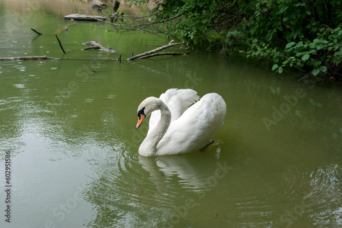 A white majestic swan floats in front of a wave of water. Young swan in the middle of the water. Drops on a wet head.