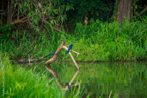 A pair of Hoatzin sitting on a branch in the Amazon forest