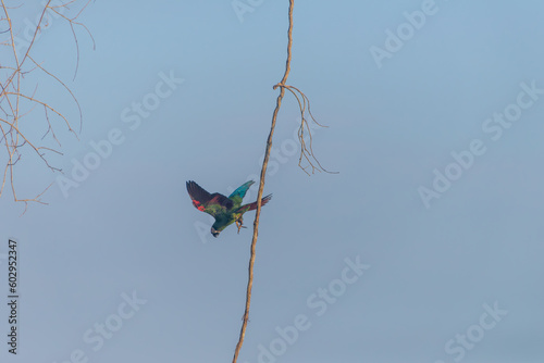 Blue Headed Parrot in Peruvian rainforest. photo