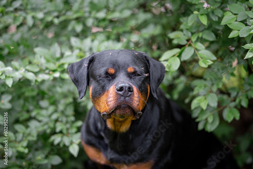 Mosquitoes attack and drink blood of cute black and tan Rottweiler portrait of a dog in green spring bushes outdoor Cute black and tan Rottweiler portrait of a dog in green spring bushes outdoor