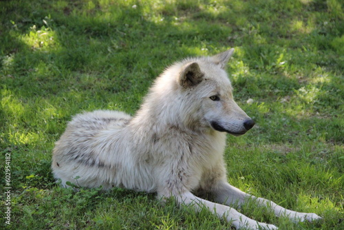 Parc animalier des Pyrénées - France Argeles-Gazost