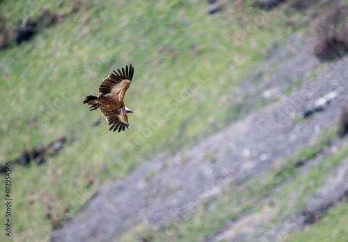 the griffon vulture soars beautifully over the gorge, spreading its large wings against the background of rocks and trees