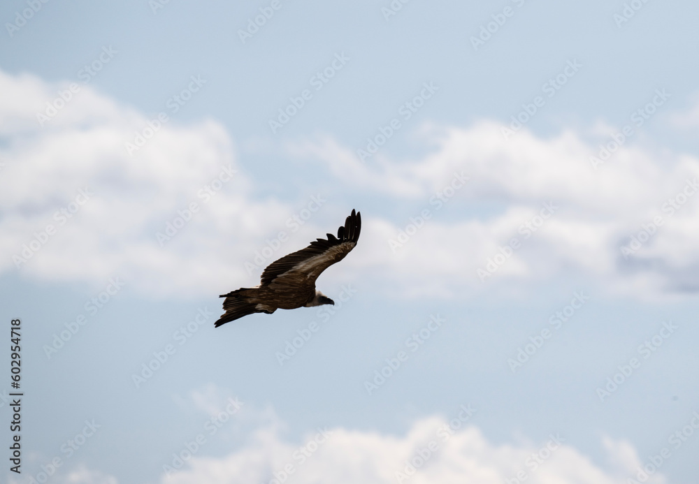 Obraz premium the griffon vulture soars beautifully over the gorge, spreading its large wings against the background of the sky and clouds