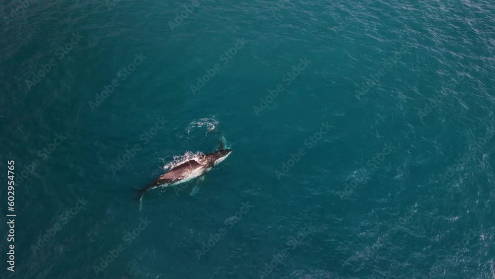 Drone view of mother and calf humpback whale swimming in Reunion island waters Drone view of mother and calf humpback whale swimming in Reunion island waters