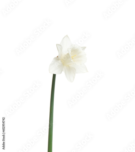 Fototapeta Naklejka Na Ścianę i Meble -  Narcissus flower isolated on white