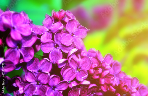 Lilac flowers in sunny garden  spring floral background