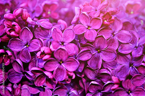 Lilac flowers, spring floral background