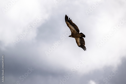 the griffon vulture soars beautifully over the gorge, spreading its large wings against the background of the sky and clouds
