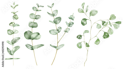 Eucalyptus leaves and branches set on transparent background.