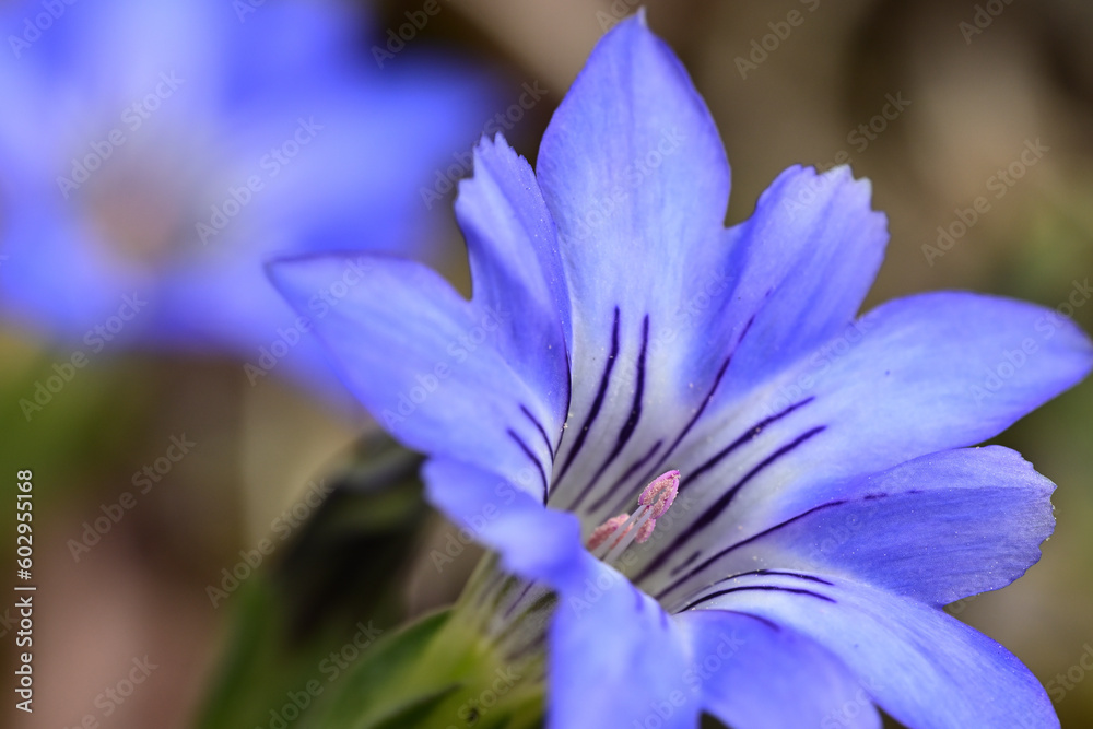 Bright blue flowers of gentian. Bright blue flowers of gentian.