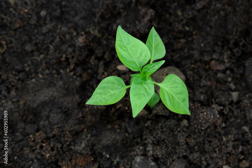 Young green pepper plant growing in a black fertility soil. Top view, overhead. Vegetable seedling is in the fertile dirt. Gardening mock up. Farm mockup with free space for text. Planting ground.
