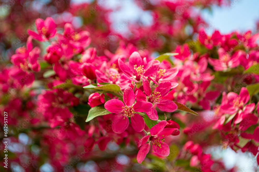 Decorative apple tree blooms in April-May with purple flowers Decorative apple tree blooms in April-May with purple flowers