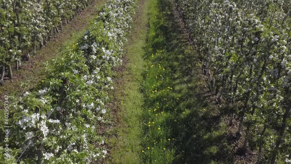 Aerial: Pink cherry blossoms on trees in neat orchard rows, Okanagan Aerial: Pink cherry blossoms on trees in neat orchard rows, Okanagan