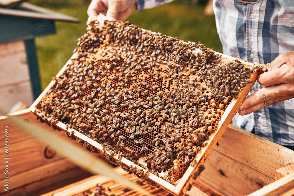 Beekeeper working in apiary. Drawing out the honeycomb from the hive with bees on honeycomb. Harvest time in apiary Beekeeper working in apiary. Drawing out the honeycomb from the hive with bees on honeycomb. Harvest time in apiary