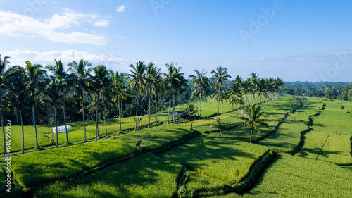 In the morning, an aerial view of Mancingan Rice Terrace in Tampaksiring, Bali.