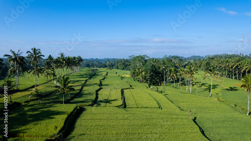In the morning, an aerial view of Mancingan Rice Terrace in Tampaksiring, Bali.
