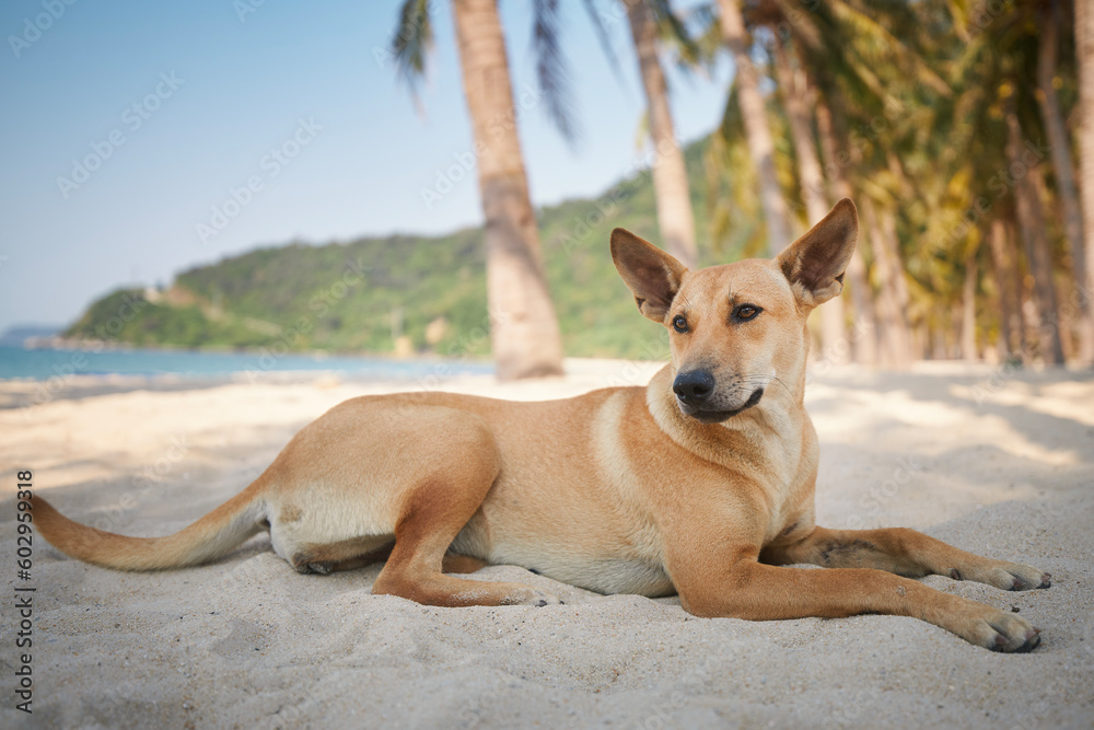 Cute dog lying under palm trees on idyllic sand beach. Themes vacation and summer adventure with pets..