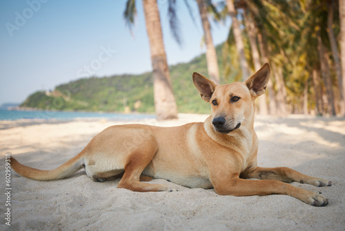 Cute dog lying under palm trees on idyllic sand beach. Themes vacation and summer adventure with pets.. © Chalabala