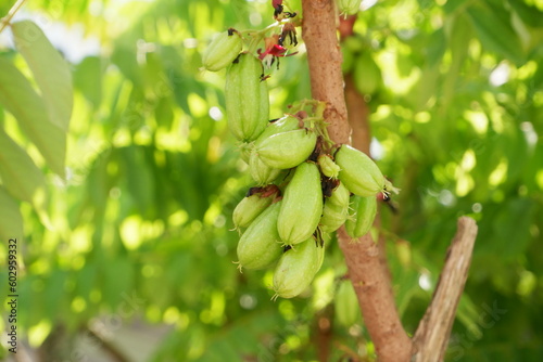 selectively focus on Belimbing wuluh or Averrhoa bilimbi is the fruit of the genus Averrhoa. soft focus.