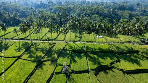 In the morning, an aerial view of Mancingan Rice Terrace in Tampaksiring, Bali.