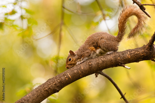 Red Squirrel on the branches of a tree © SupervaFoto