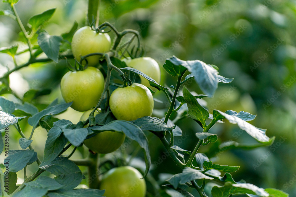 Tomatoes on green branch. Home grown tomato vegetables growing on vine in greenhouse. Autumn vegetable harvest on organic farm.