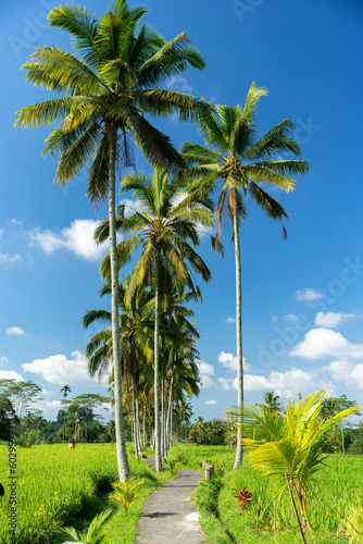 Pathway through rice fields in Bali, Indonesia. Bali is a famous tourist destination of Asia.