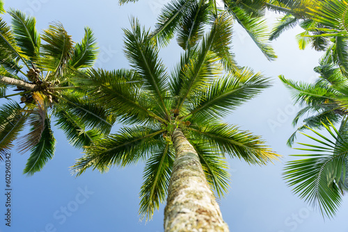 Coconut palm tree on blue sky background. Top view.