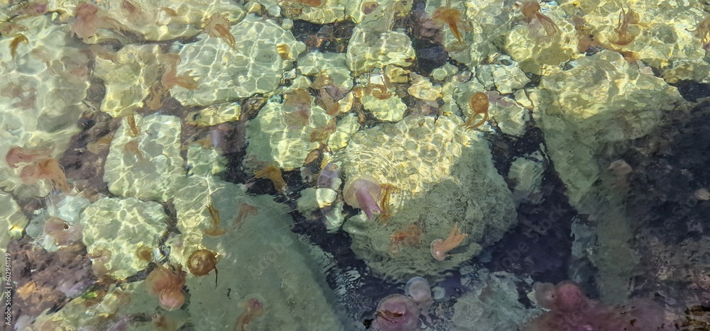 common jellyfish species found in Mallorca is the Pelagia noctiluca, also known as the mauve stinger jellyfish on the beach cala boquer hidden gem nestled along the rugged coastline near Pollenca. Acc common jellyfish species found in Mallorca is the Pelagia noctiluca, also known as the mauve stinger jellyfish on the beach cala boquer hidden gem nestled along the rugged coastline near Pollenca. Acc