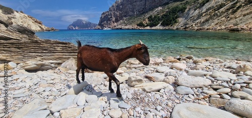 goat on Cala Boquer hidden gem nestled along the rugged coastline near Pollenca. Accessible by a scenic hiking trail, this pristine beach offers a tranquil escape amidst nature's beauty. With its © Michaela Holubová