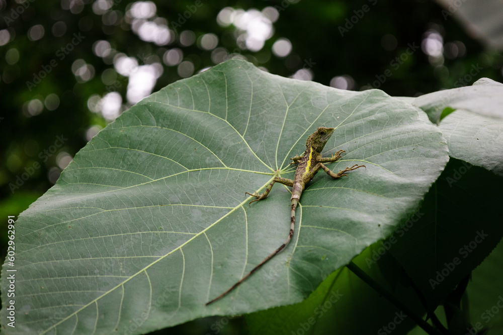 A Taiwan Japalure lizard resting on a large leaf A Taiwan Japalure lizard resting on a large leaf