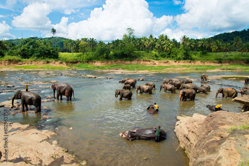 elephants bathe in the river along with people