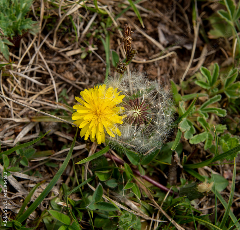 Dandelion flower and seed in green grass close Dandelion flower and seed in green grass close