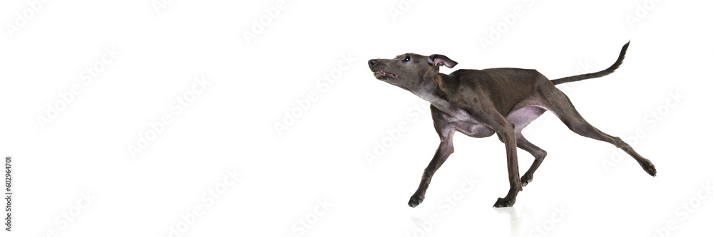 Fototapeta premium Banner with funny puppy, playful dog Italian greyhound is running over white background. Jumping in motion. Copy space for ad, text